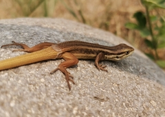 Liolaemus chiliensis
