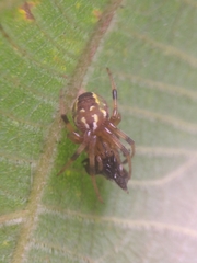Araneus guttatus