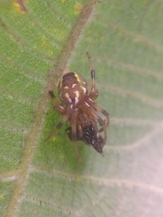 Araneus guttatus