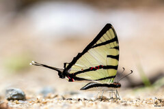 Graphium agetes