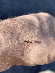 Pseudomyrmex gracilis
