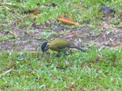 Picus vittatus