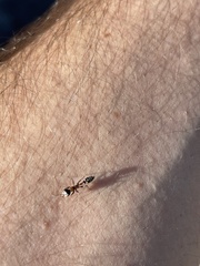 Pseudomyrmex gracilis