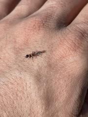 Pseudomyrmex gracilis