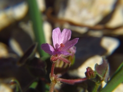 Erodium chium