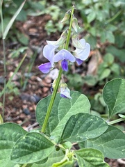 Crotalaria verrucosa
