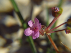 Erodium chium