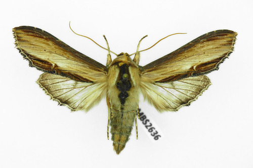 Mullein Moth