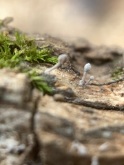 Mycena meliigena