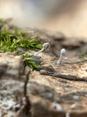 Mycena meliigena