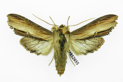 Cucullia verbasci