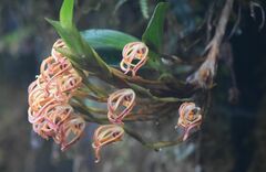 Maxillaria floribunda