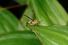 Polybia fastidiosuscula