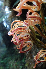 Maxillaria floribunda