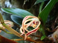 Maxillaria floribunda