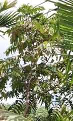 Pometia pinnata