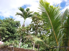 Pometia pinnata