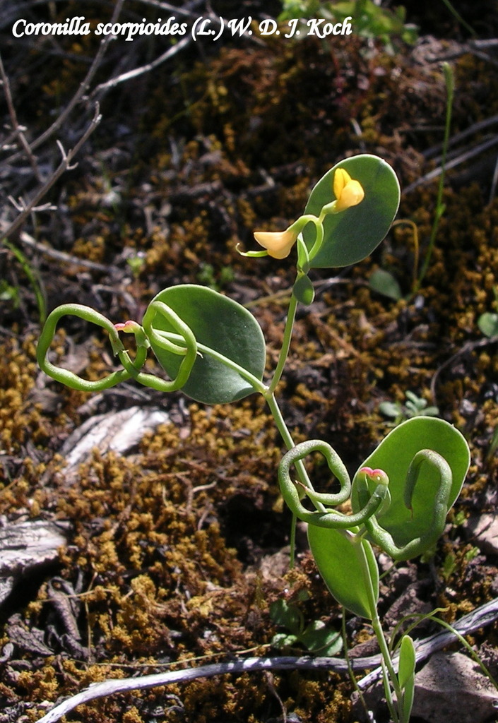 Coronilla de escorpión