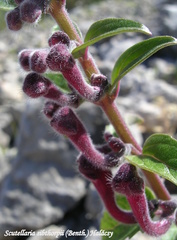 Scutellaria sibthorpii