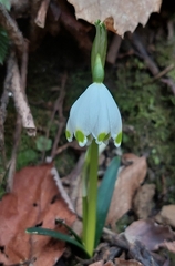 Leucojum vernum