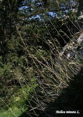 Melica minuta
