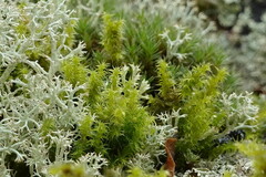 Racomitrium canescens