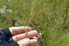 Schizachyrium tenerum