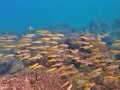 Mulloidichthys dentatus