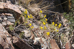 Ericameria obovata