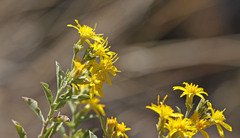 Ericameria obovata
