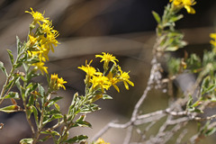 Ericameria obovata