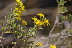 Ericameria obovata