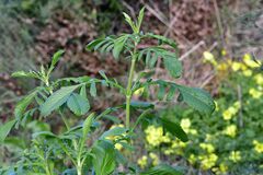 Centranthus calcitrapae
