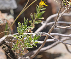 Ericameria obovata