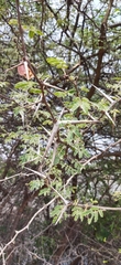 Vachellia farnesiana