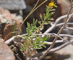 Ericameria obovata