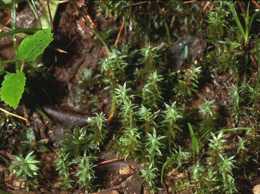 Bryum densifolium