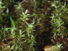Bryum densifolium
