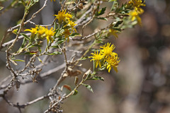 Ericameria obovata