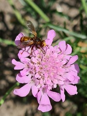Sicus ferrugineus