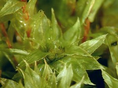 Bryum densifolium