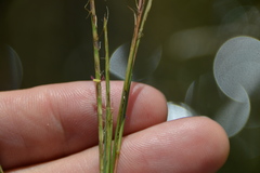 Schizachyrium tenerum
