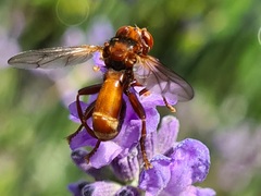 Sicus ferrugineus
