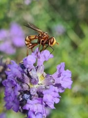 Sicus ferrugineus