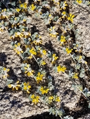 Acmispon argophyllus