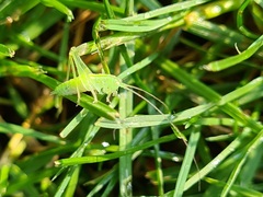 Meconema
