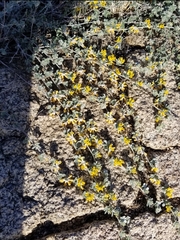 Acmispon argophyllus