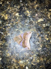 Dysgonia purpurata