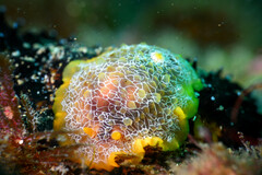 Doriopsilla areolata