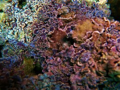 Lithophyllum decussatum